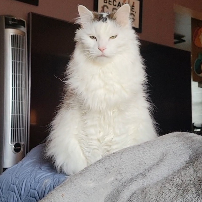 Peace-Of-Mind Catsitting By Aubrey