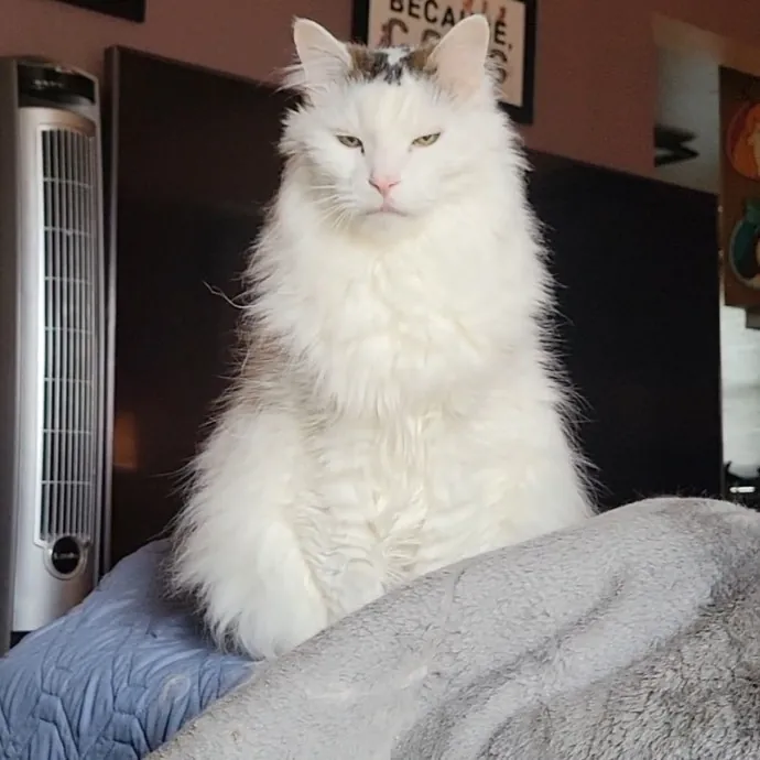 Peace-Of-Mind Catsitting By Aubrey