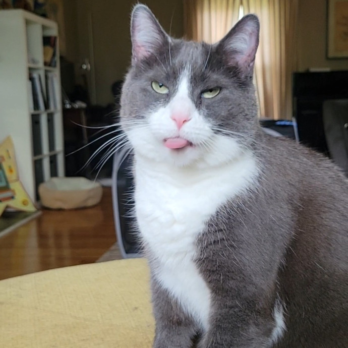 Peace-Of-Mind Catsitting By Aubrey