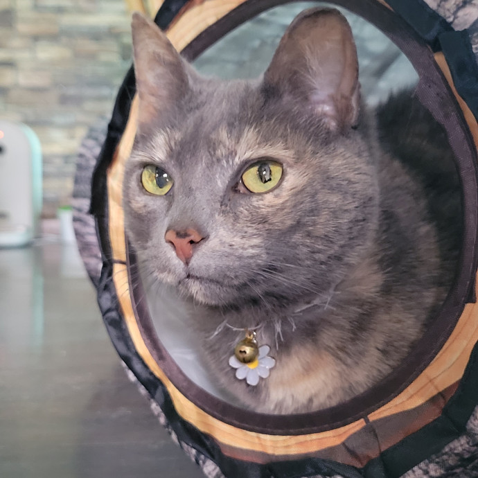 Peace-Of-Mind Catsitting By Aubrey