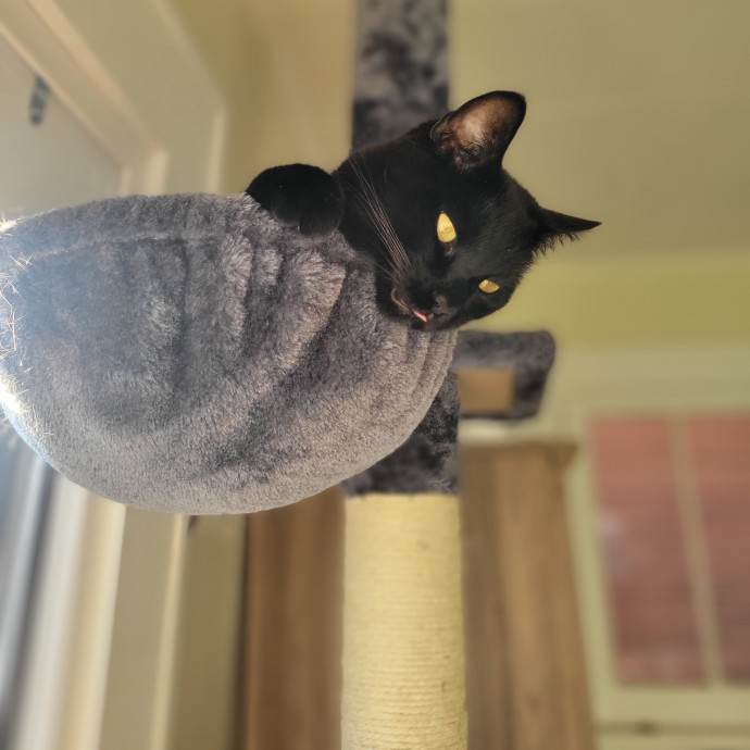Peace-Of-Mind Catsitting By Aubrey