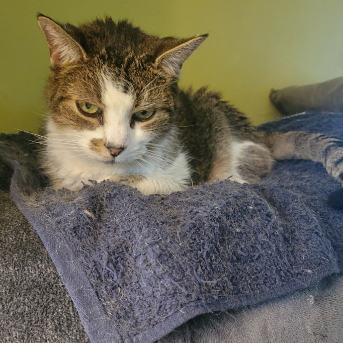 Peace-Of-Mind Catsitting By Aubrey