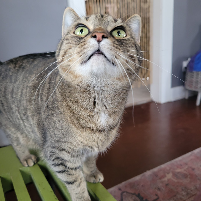 Peace-Of-Mind Catsitting By Aubrey
