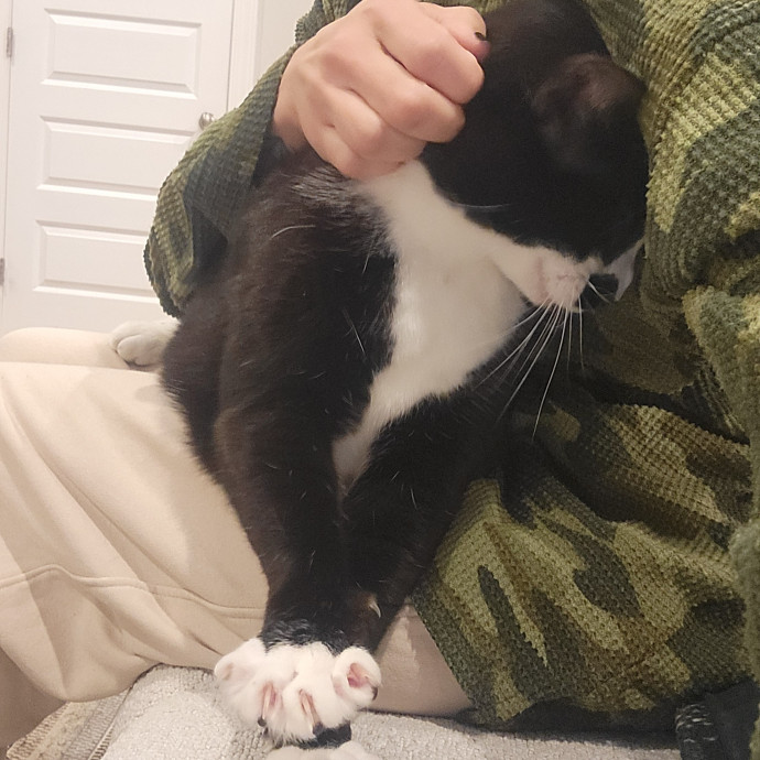 Peace-Of-Mind Catsitting By Aubrey