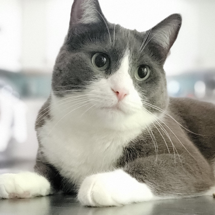 Peace-Of-Mind Catsitting By Aubrey