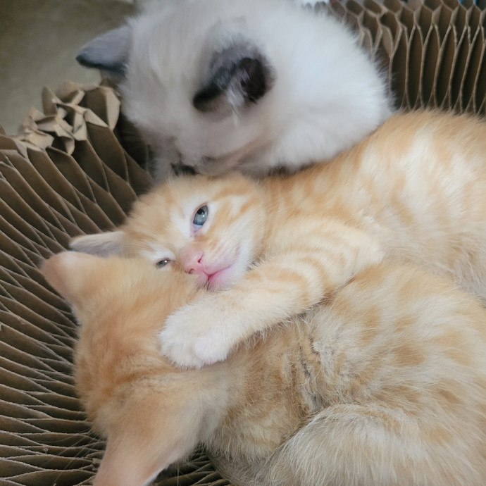 Peace-Of-Mind Catsitting By Aubrey