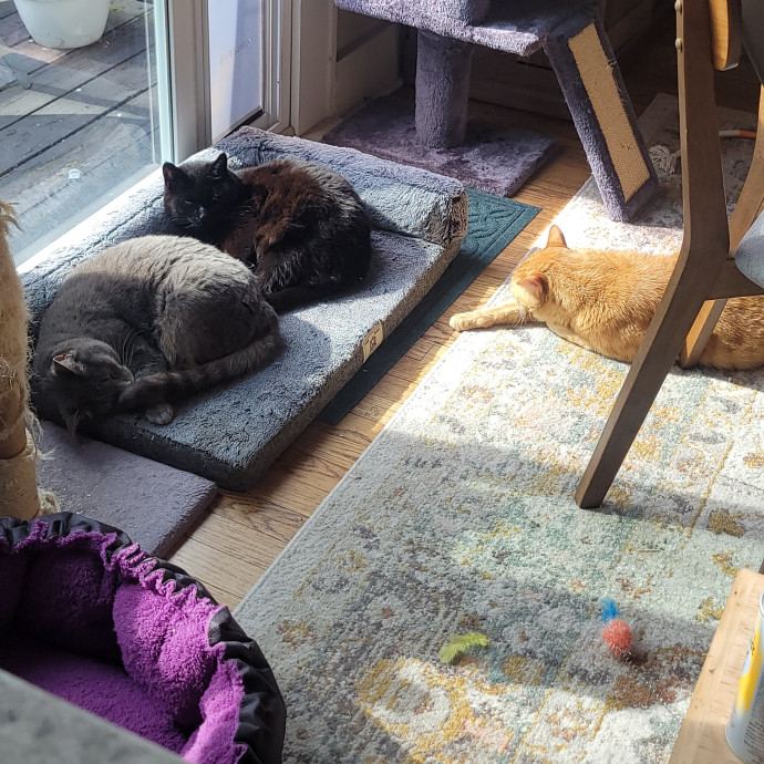 Peace-Of-Mind Catsitting By Aubrey
