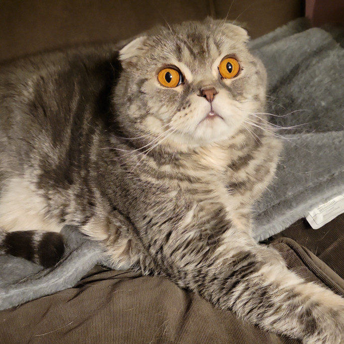 Peace-Of-Mind Catsitting By Aubrey