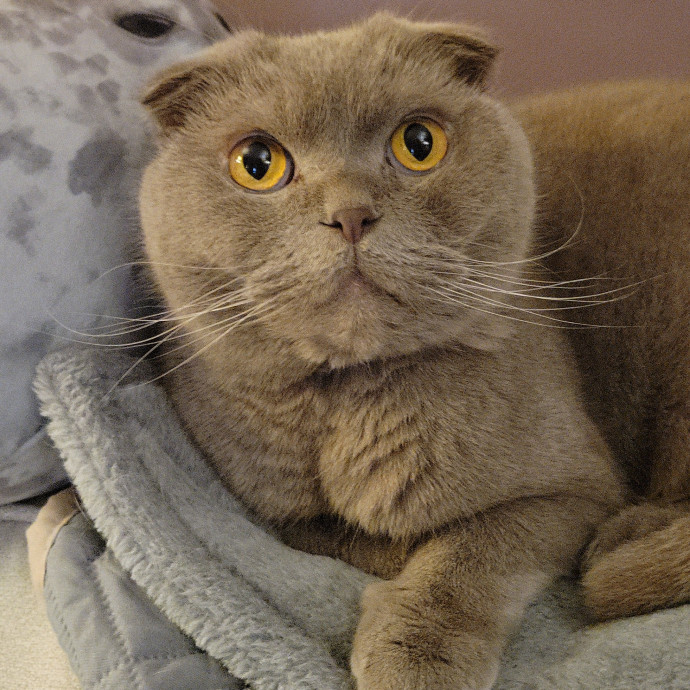 Peace-Of-Mind Catsitting By Aubrey photo 3
