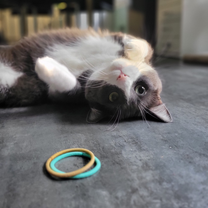 Peace-Of-Mind Catsitting By Aubrey photo 2