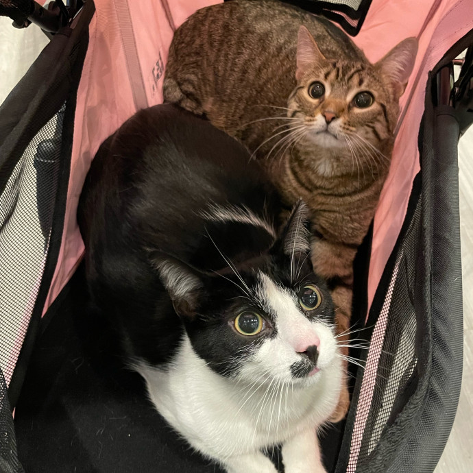 Julie Loves Cats