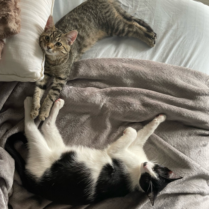 Julie Loves Cats