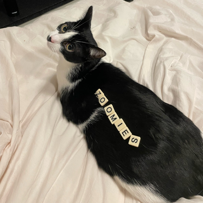 Julie Loves Cats