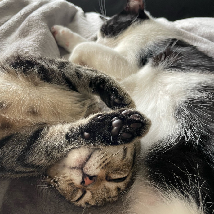 Julie Loves Cats photo 2