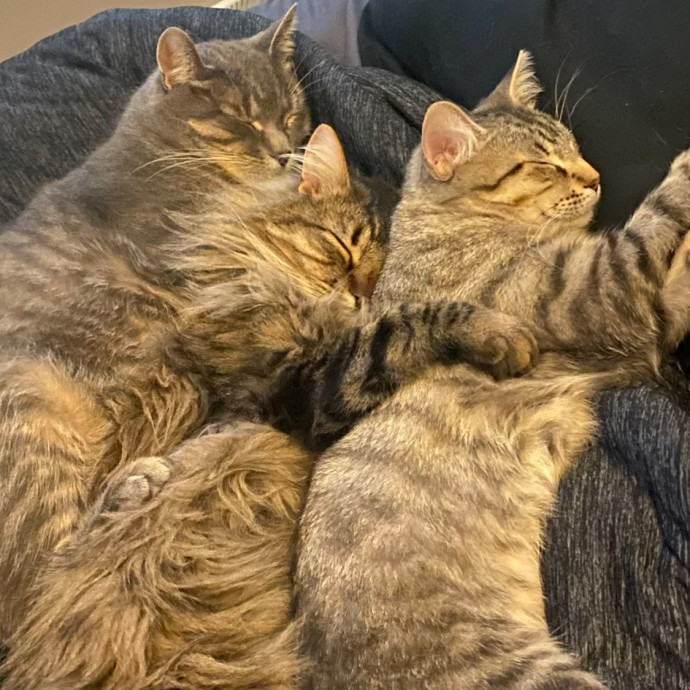 Nicole's Meowzas