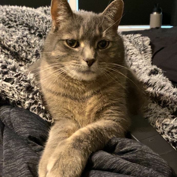 Nicole's Meowzas photo 2