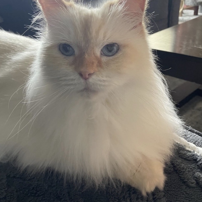 Loving Cat Sitter In Colorado photo 3