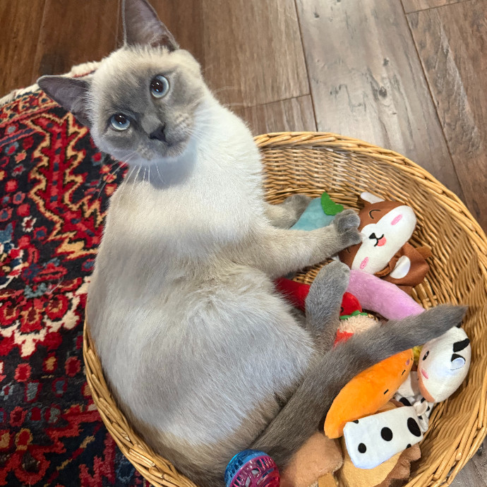 Katie's Cats