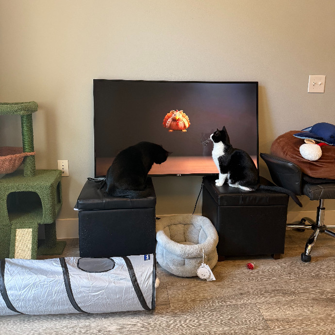 Katie's Cats