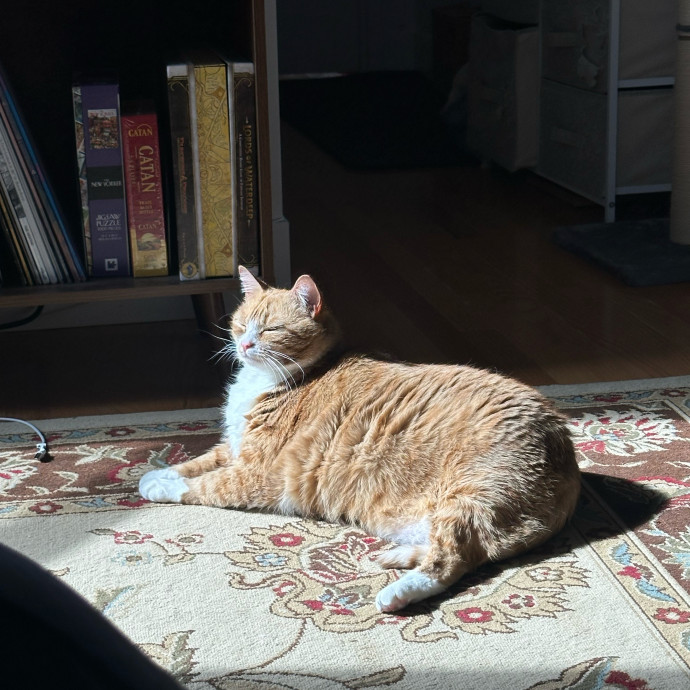 Anna The Brooklyn Cat Whisperer photo 2