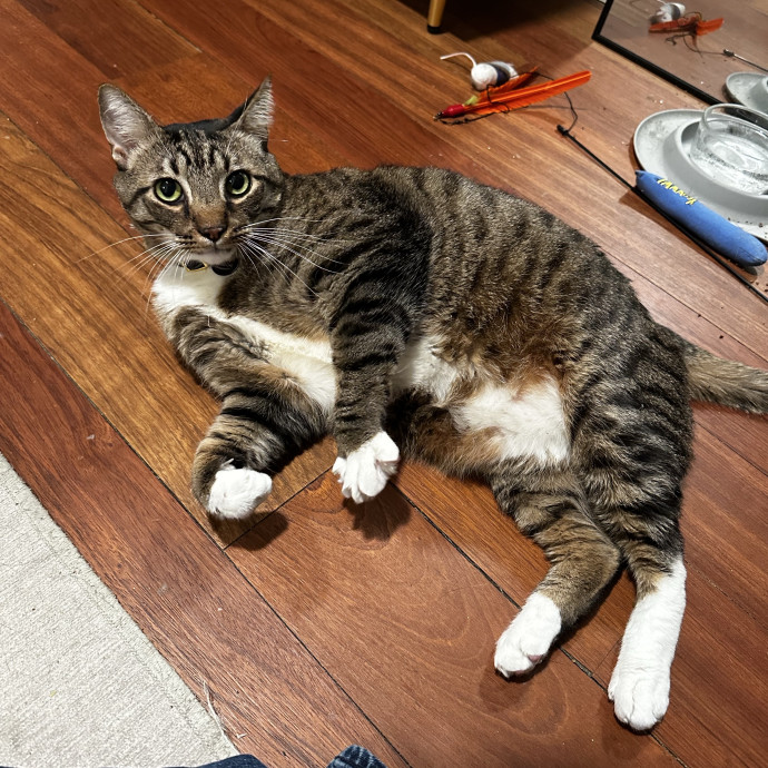 Upper West Side Cat Sitter