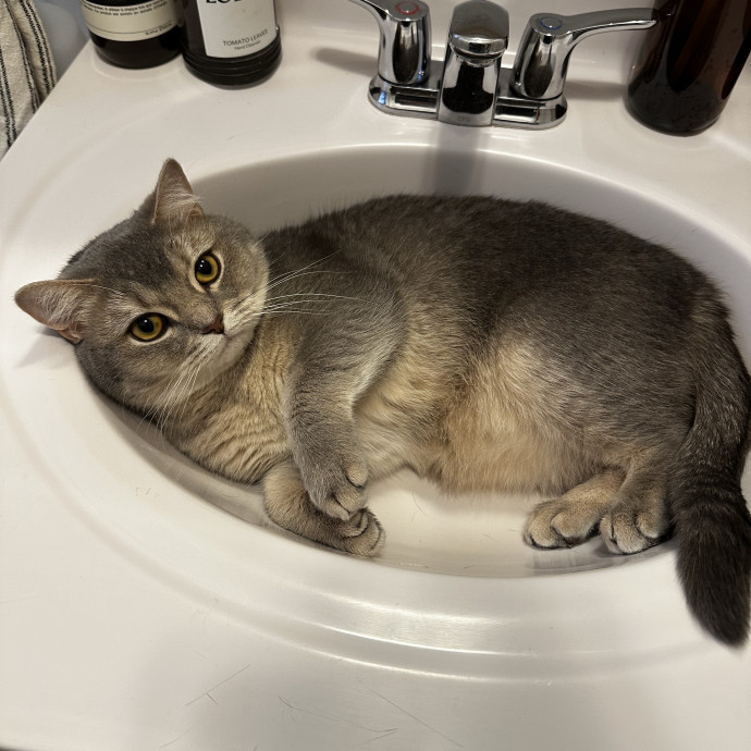Upper West Side Cat Sitter photo 3