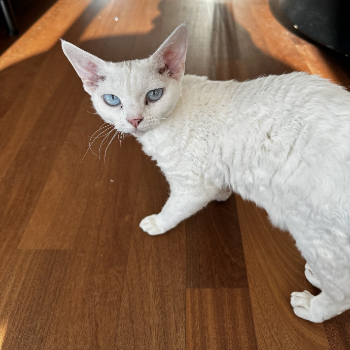 Upper West Side Cat Sitter photo 2