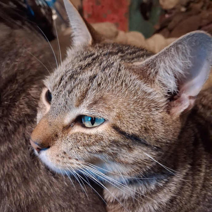 Calm  Caring Cat Sitter You Trust photo 2