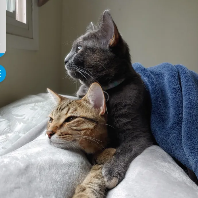 Happy Toe Beans Pet Sitting