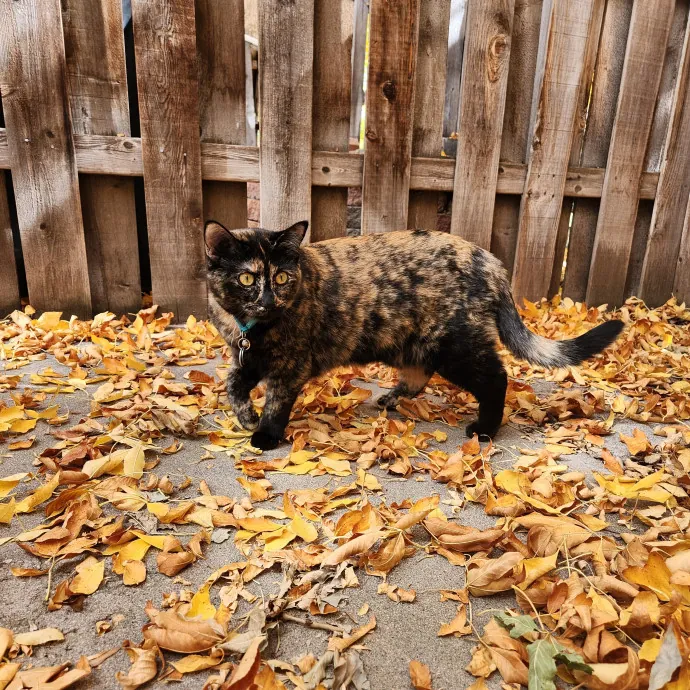 Happy Toe Beans Pet Sitting