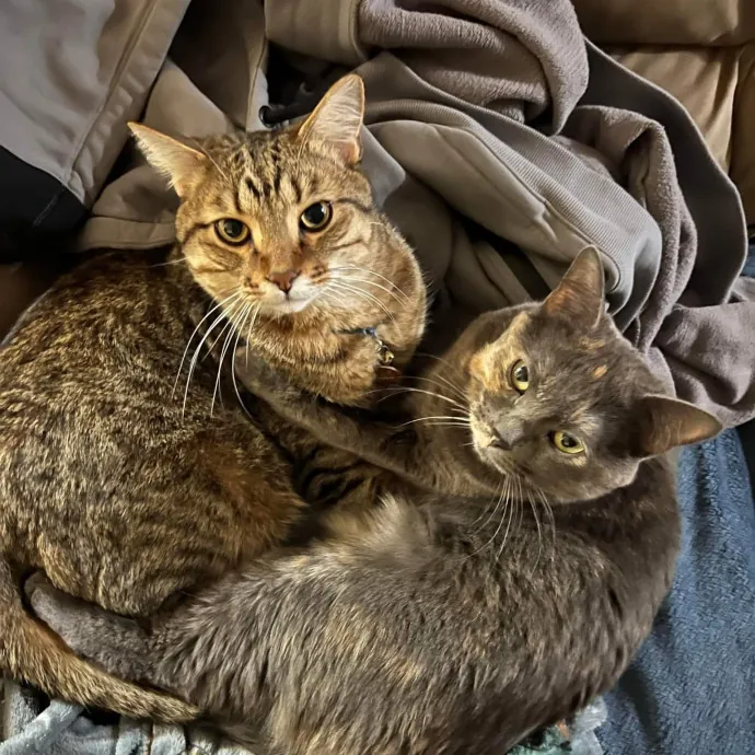 Happy Toe Beans Pet Sitting