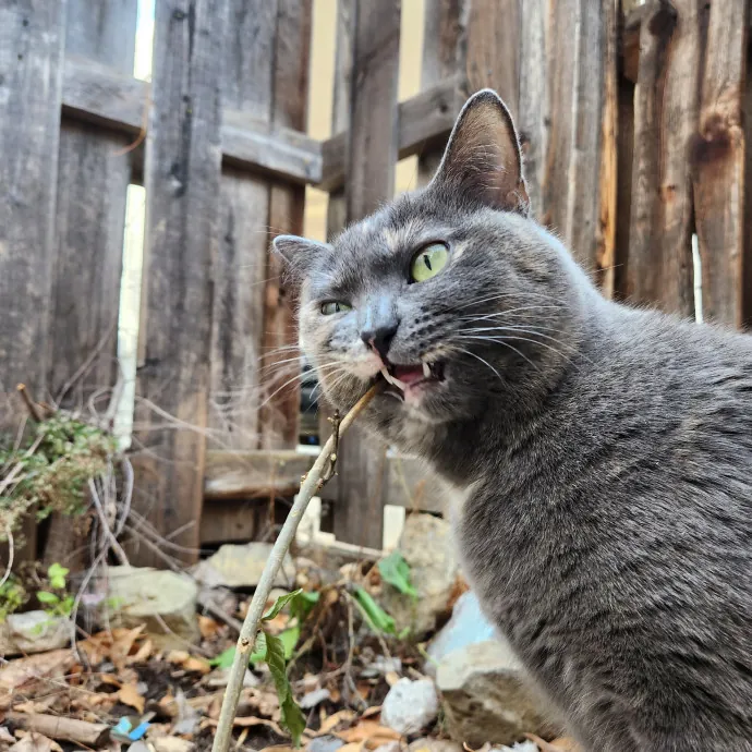 Happy Toe Beans Pet Sitting