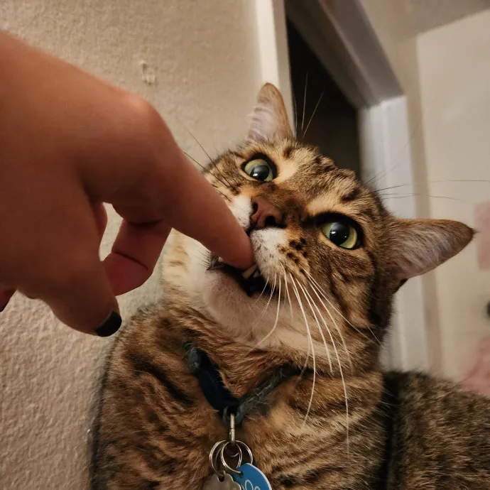 Happy Toe Beans Pet Sitting