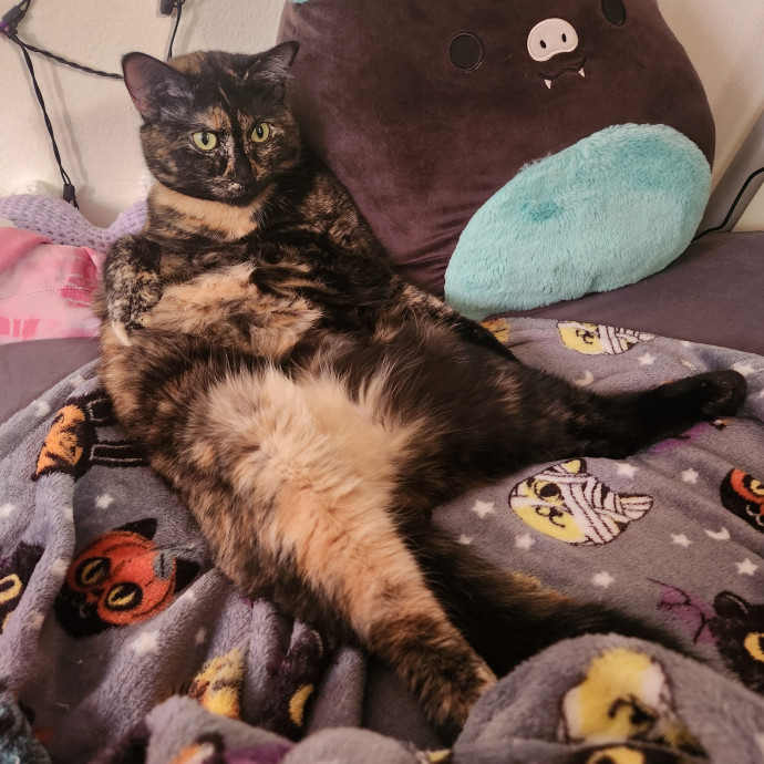 Happy Toe Beans Pet Sitting