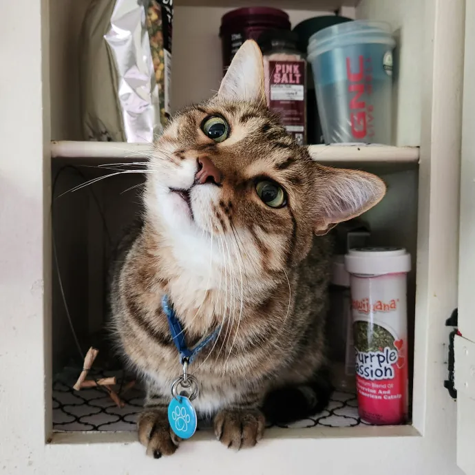 Happy Toe Beans Pet Sitting