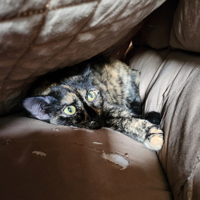 Happy Toe Beans Pet Sitting