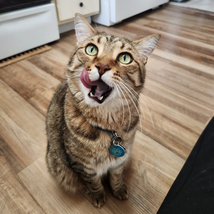Happy Toe Beans Pet Sitting