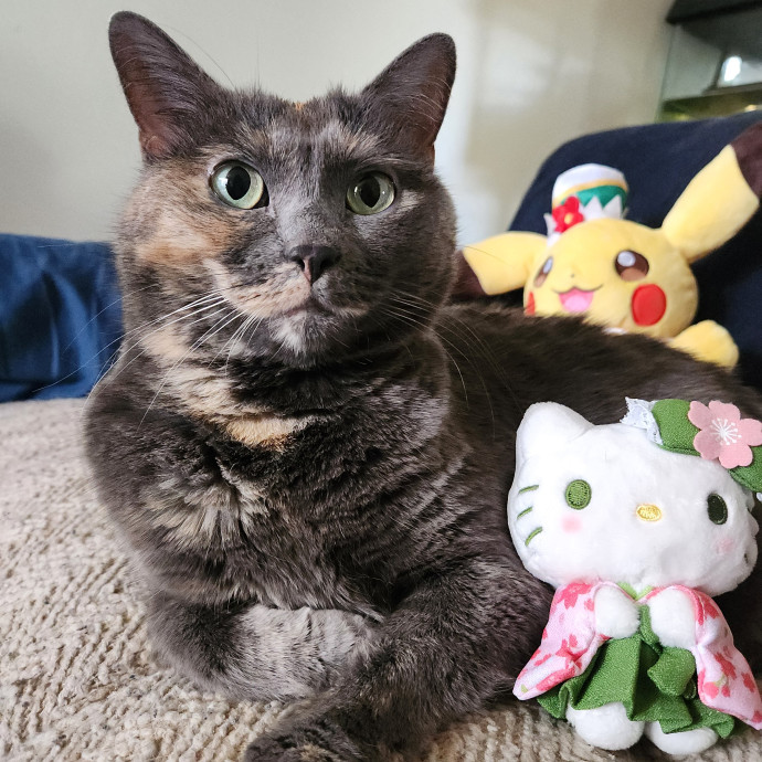Happy Toe Beans Pet Sitting