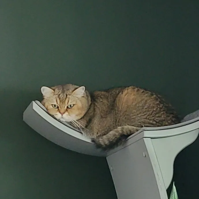 Purrfect Companion For Your Kitty Friend