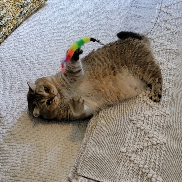 Purrfect Companion For Your Kitty Friend