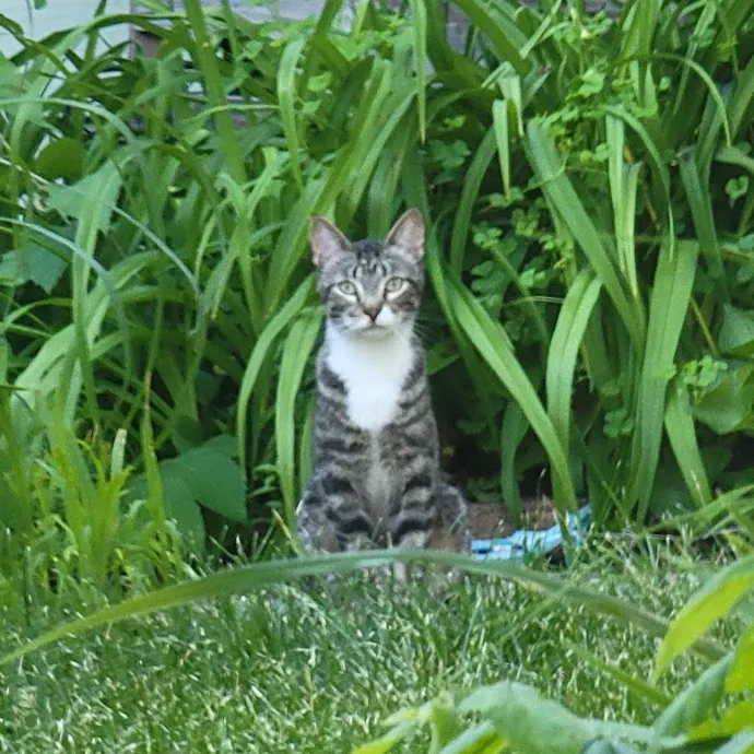 Purrfect Companion For Your Kitty Friend