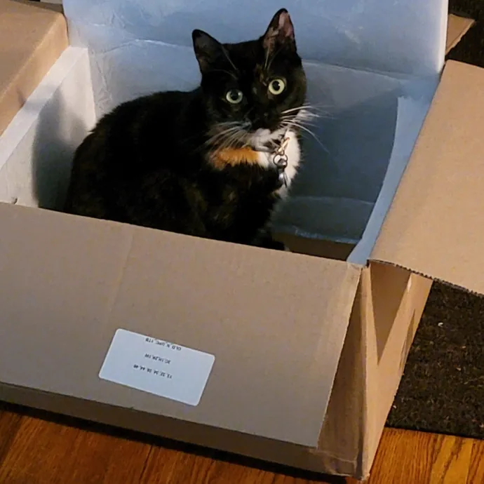 Purrfect Companion For Your Kitty Friend