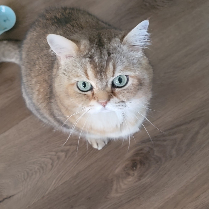 Purrfect Companion For Your Kitty Friend