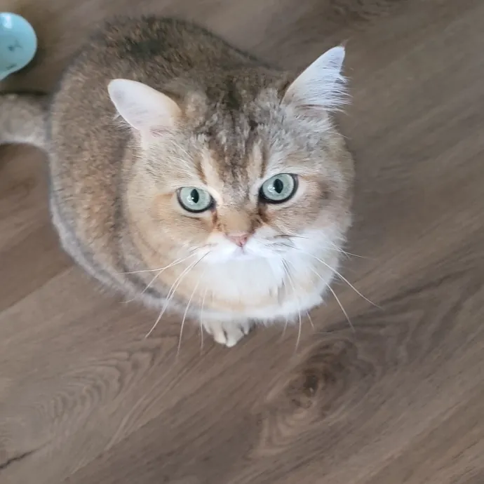 Purrfect Companion For Your Kitty Friend