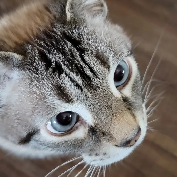 Purrfect Companion For Your Kitty Friend