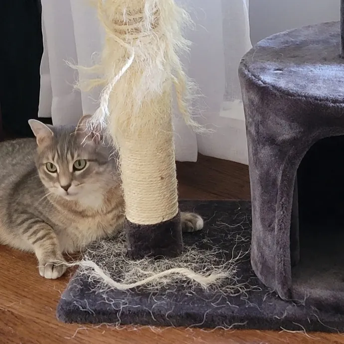 Purrfect Companion For Your Kitty Friend