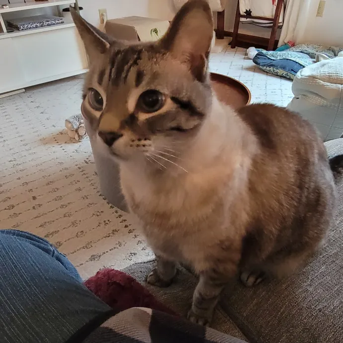 Purrfect Companion For Your Kitty Friend