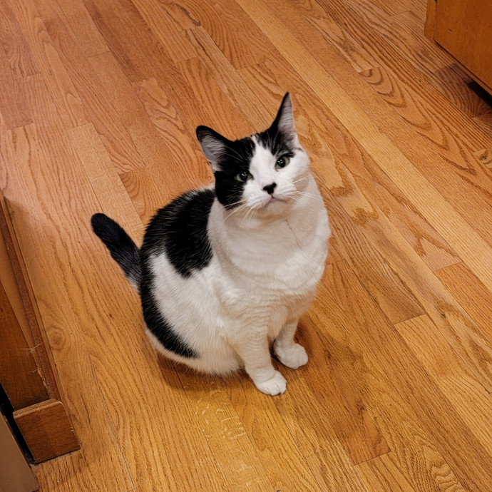 Purrfect Companion For Your Kitty Friend