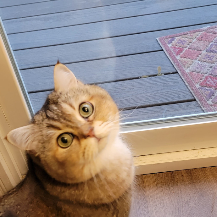 Purrfect Companion For Your Kitty Friend