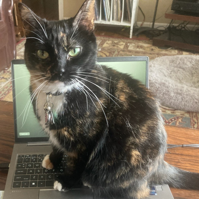 Purrfect Companion For Your Kitty Friend photo 3